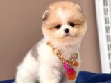Show Kalitede Party Color Teddy Bear Pomeranianlar