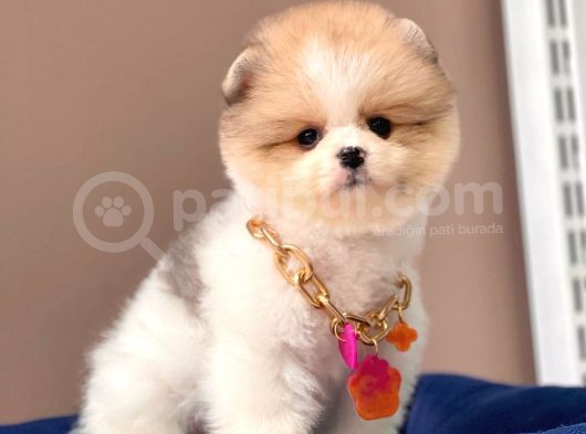 Show Kalitede Party Color Teddy Bear Pomeranianlar görsel