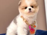 Show Kalitede Party Color Teddy Bear Pomeranianlar