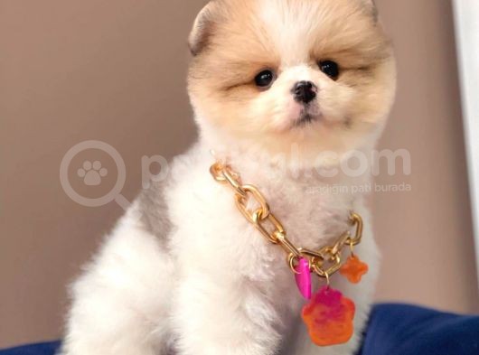 Show Kalitede Party Color Teddy Bear Pomeranianlar görsel