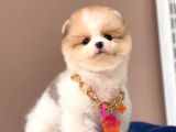 Show Kalitede Party Color Teddy Bear Pomeranianlar