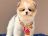 Show Kalitede Party Color Teddy Bear Pomeranianlar