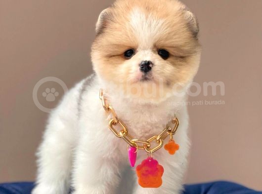 Show Kalitede Party Color Teddy Bear Pomeranianlar