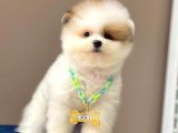 Show Kalite Erkek Ve Dişi Teddy Face Pomeranian Boo