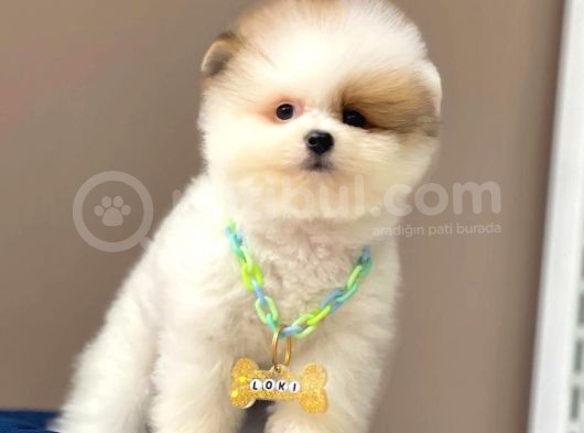 Show Kalite Erkek Ve Dişi Teddy Face Pomeranian Boo görsel