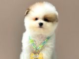 Show Kalite Erkek Ve Dişi Teddy Face Pomeranian Boo