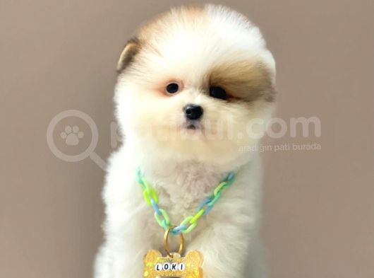 Show Kalite Erkek Ve Dişi Teddy Face Pomeranian Boo görsel