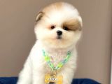 Show Kalite Erkek Ve Dişi Teddy Face Pomeranian Boo