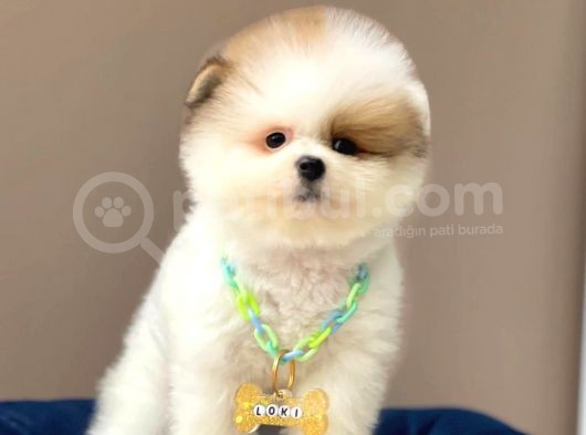 Show Kalite Erkek Ve Dişi Teddy Face Pomeranian Boo görsel