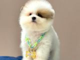 Show Kalite Erkek Ve Dişi Teddy Face Pomeranian Boo