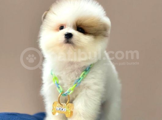 Show Kalite Erkek ve Dişi Teddy Face Pomeranian Boo