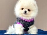 Pomeranian Teddy Face Erkek Ve Dişi