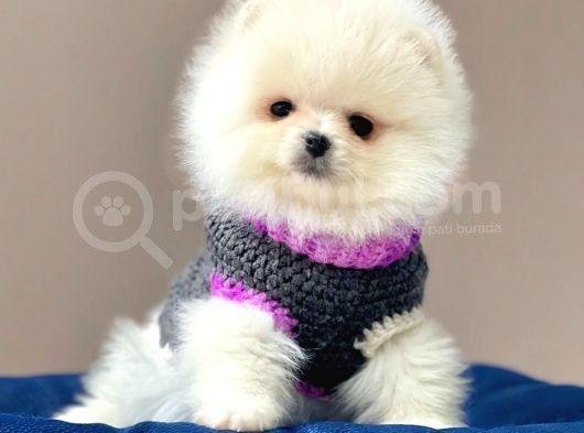 Pomeranian Teddy Face Erkek Ve Dişi görsel