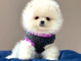 Pomeranian Teddy Face Erkek Ve Dişi