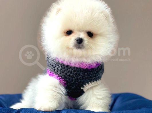 Pomeranian Teddy Face Erkek Ve Dişi görsel