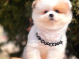 Pomeranian Teddy Face Party Color Yavrularımız