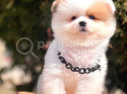 Pomeranian Teddy Face Party Color Yavrularımız görsel