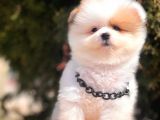 Pomeranian Teddy Face Party Color Yavrularımız