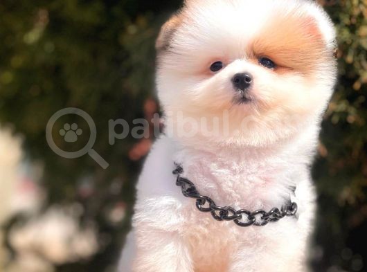 Pomeranian Teddy Face Party Color Yavrularımız görsel