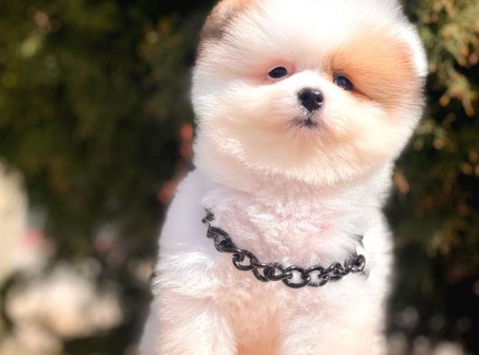 Pomeranian Teddy Face Party Color Yavrularımız