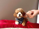 Gerçek Maltipoo Yavrularımız