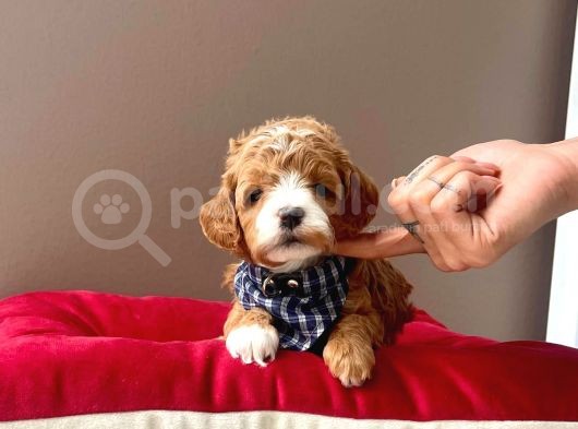 Gerçek Maltipoo Yavrularımız görsel