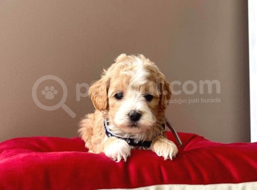 Safkan Mükemmel Kalite Maltipoo Yavrular görsel