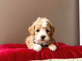 Gerçek Maltipoo Yavrularımız