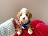Gerçek Maltipoo Yavrularımız