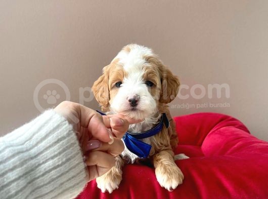 Gerçek Maltipoo Yavrularımız görsel