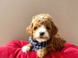 Gerçek Maltipoo Yavrularımız