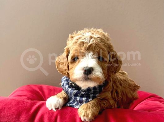 Gerçek Maltipoo Yavrularımız görsel