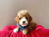 Gerçek Maltipoo Yavrularımız