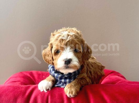 Gerçek Maltipoo Yavrularımız görsel