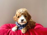 Gerçek Maltipoo Yavrularımız