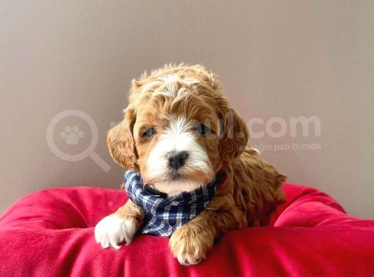 Gerçek Maltipoo Yavrularımız