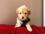 Orjinal Maltipoo Yavrularımız