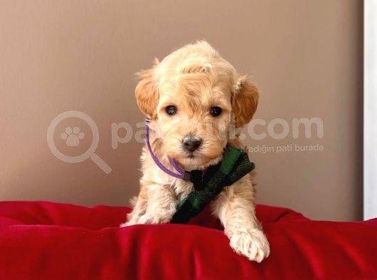 Orjinal Maltipoo Yavrularımız