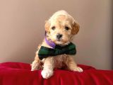 Orjinal Maltipoo Yavrularımız