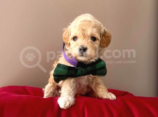 Orjinal Maltipoo Yavrularımız görsel