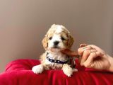 Safkan Mükemmel Kalite Maltipoo Yavrular