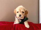 Orjinal Maltipoo Yavrularımız