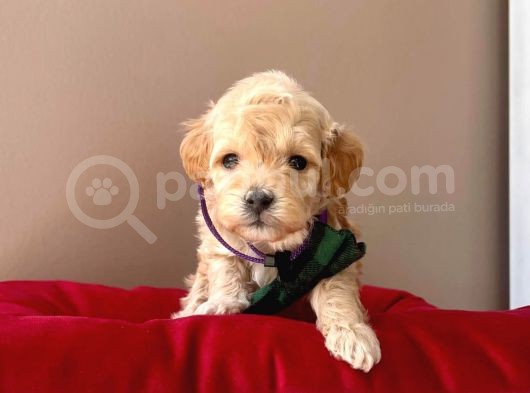 Orjinal Maltipoo Yavrularımız görsel