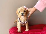 Safkan Mükemmel Kalitede Maltipoo Yavrularımız