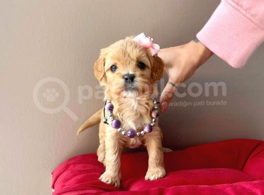 Safkan Mükemmel Kalitede Maltipoo Yavrularımız