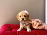 Safkan Mükemmel Kalitede Maltipoo Yavrularımız