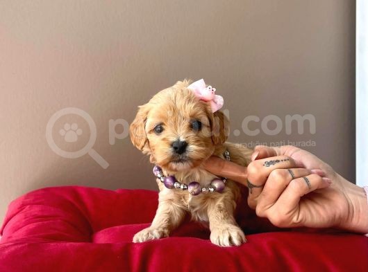 Safkan Mükemmel Kalitede Maltipoo Yavrularımız görsel