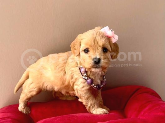 Safkan Mükemmel Kalitede Maltipoo Yavrularımız görsel