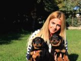 Macar Rottweiler Yavrularimiz