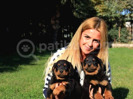 Macar Rottweiler Yavrularimiz görsel